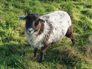 2-herdwick-kruising-flesselam-zomer-2014