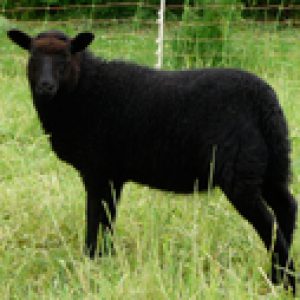 4-ooitje-1-van-hannekes-dochter-175px-breed-q100