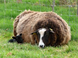 6-zwartbles-met-dochter-2014-709x531web