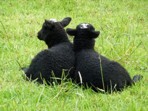 6.2-tweeing-van-zwartbles-2015-709x531web