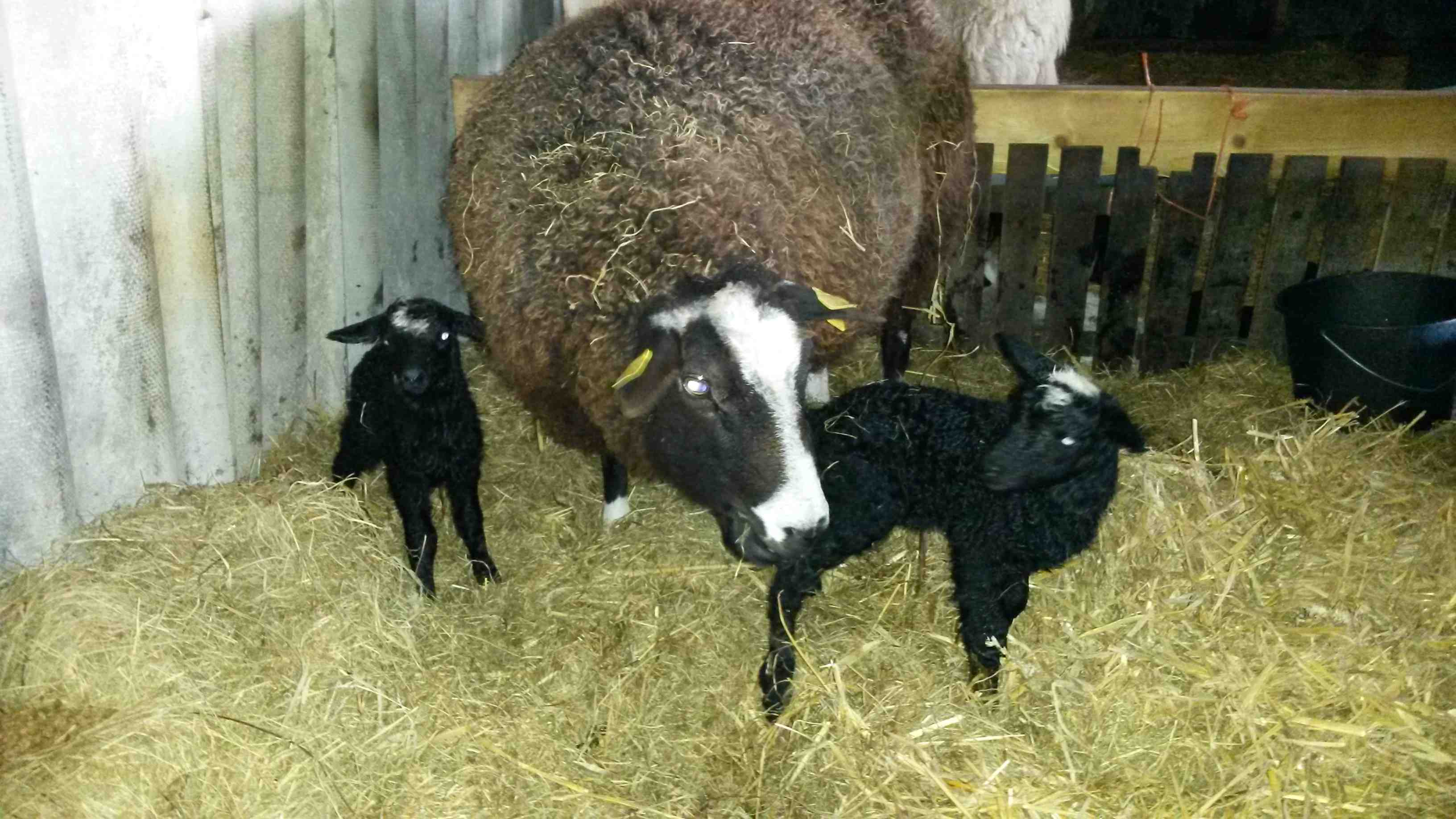 20170311 091625 Zwartbles Geboorte