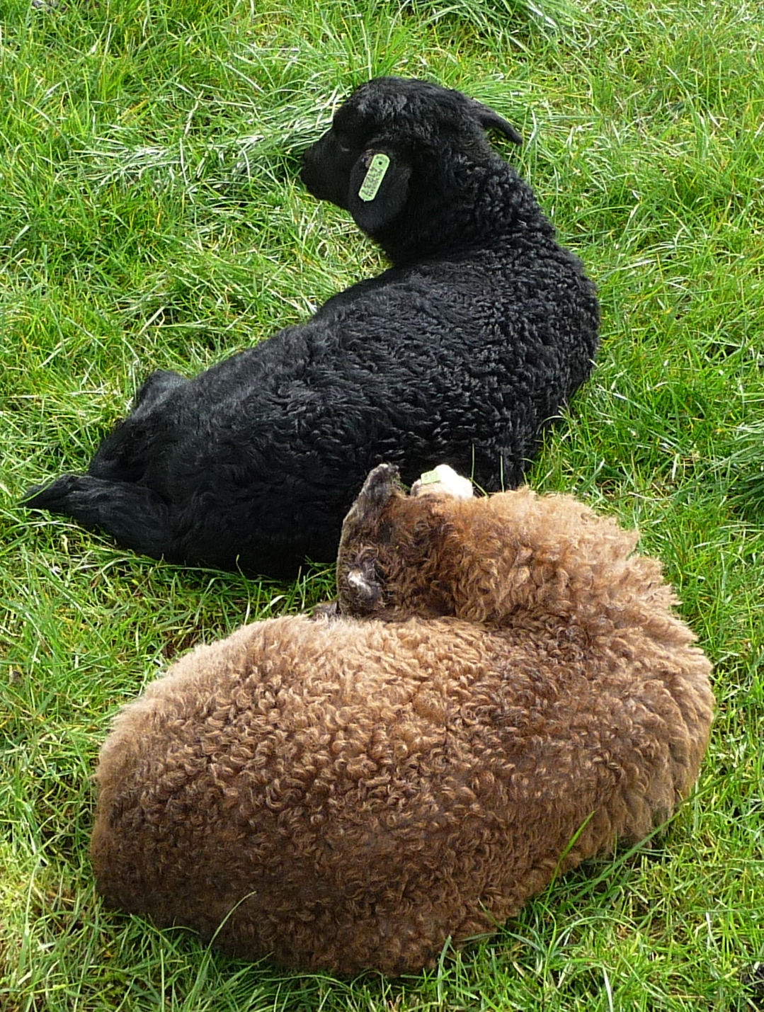 Lammetjes Schaap 51 2017