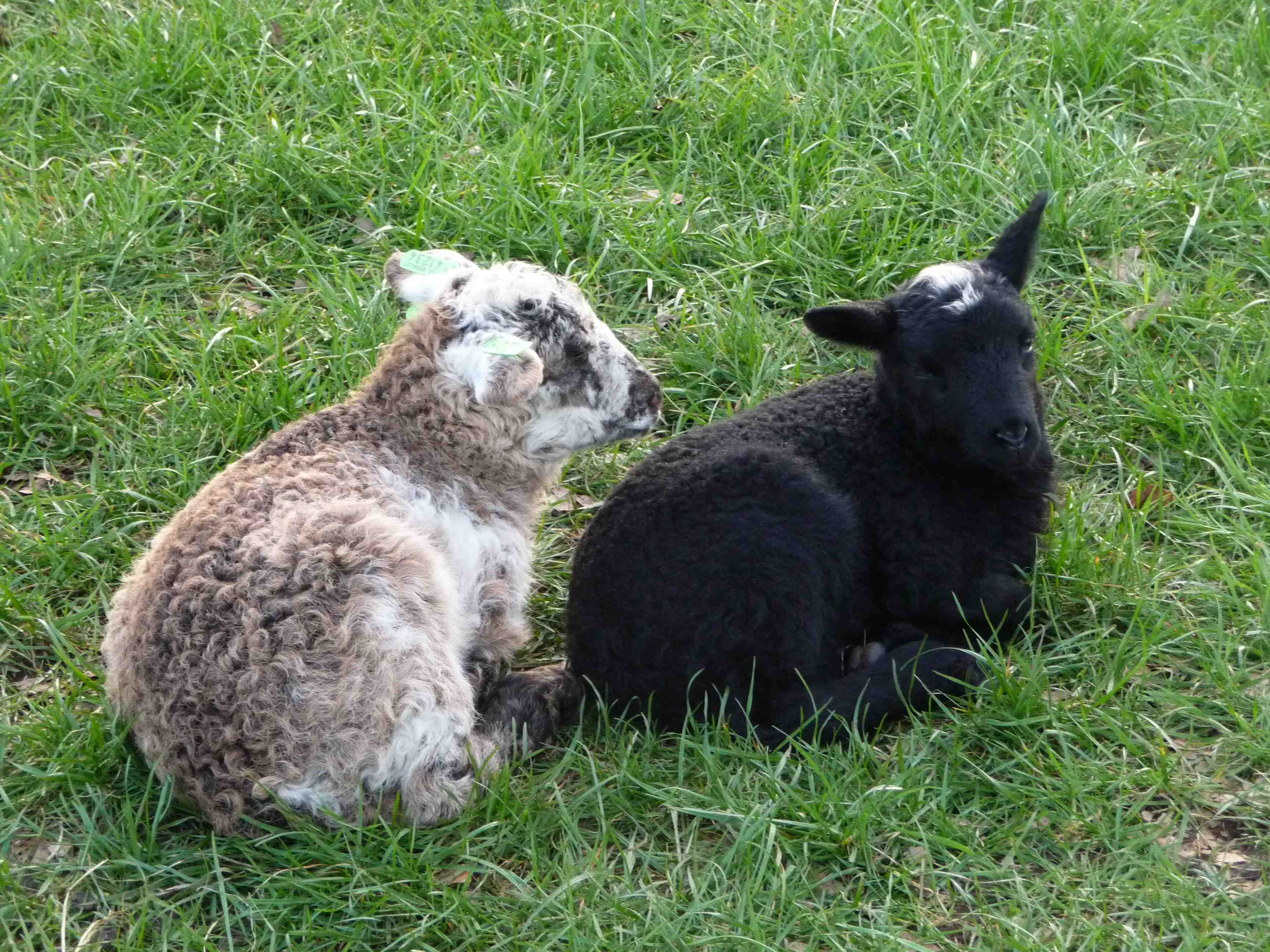 P1100730 Twee Lammetjes