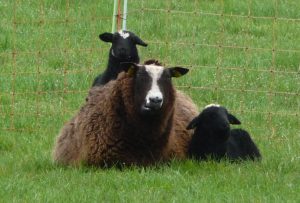 Schaap 166 Met 2 Lammeren 2017