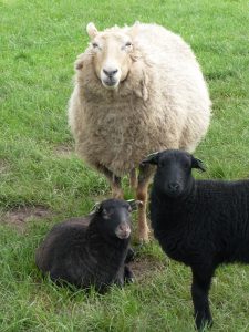 Schaap 18 Met 2 Lammeren 2017