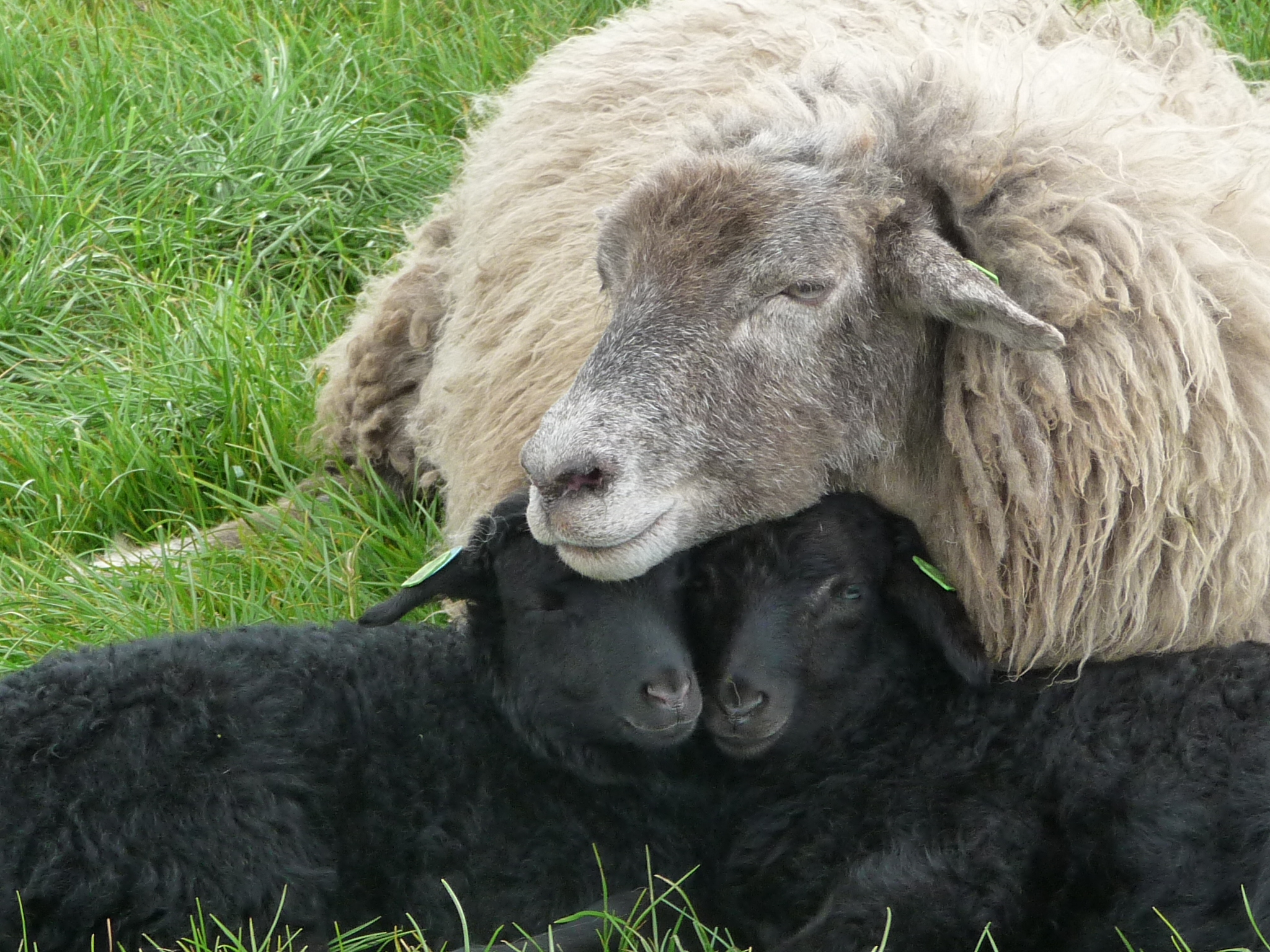 Schaap 20 Met Haar Lammeren 2017