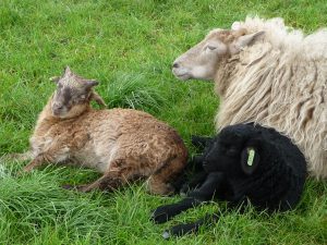 Schaap 51 Met 2 Lammeren 2017a